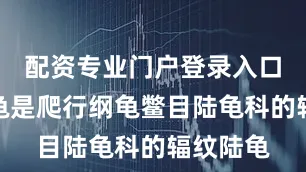 配资专业门户登录入口上述陆龟是爬行纲龟鳖目陆龟科的辐纹陆龟